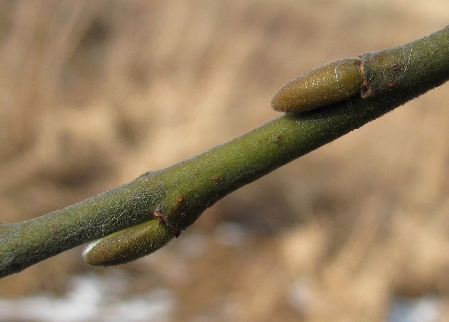 Image of Salix gmelinii specimen.