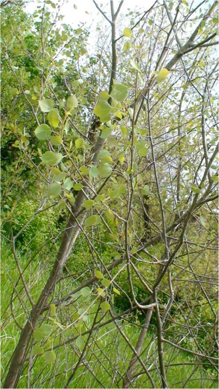 Image of Populus euphratica specimen.