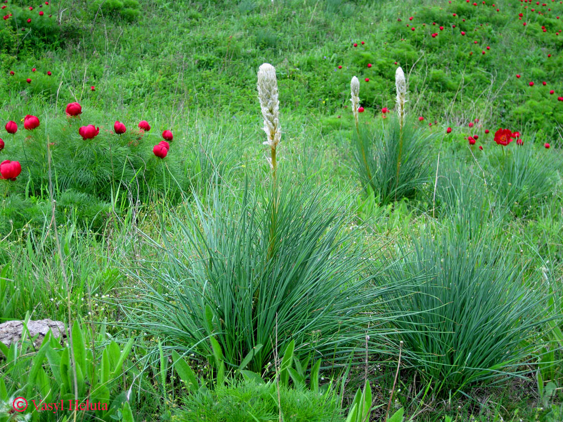 Image of Asphodeline taurica specimen.