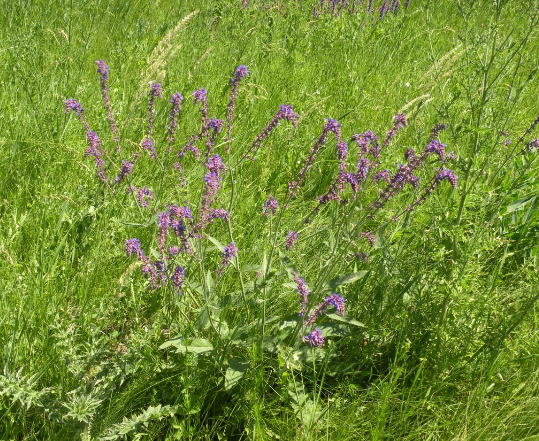 Image of Salvia betonicifolia specimen.