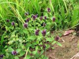 Prunella vulgaris