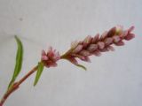 Persicaria lapathifolia