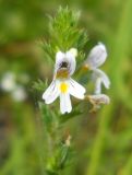 Euphrasia stricta