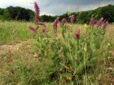 Salvia nemorosa. Цветущие растения. Крым, Симферополь, Долгоруковская яйла. 12 июня 2011 г.