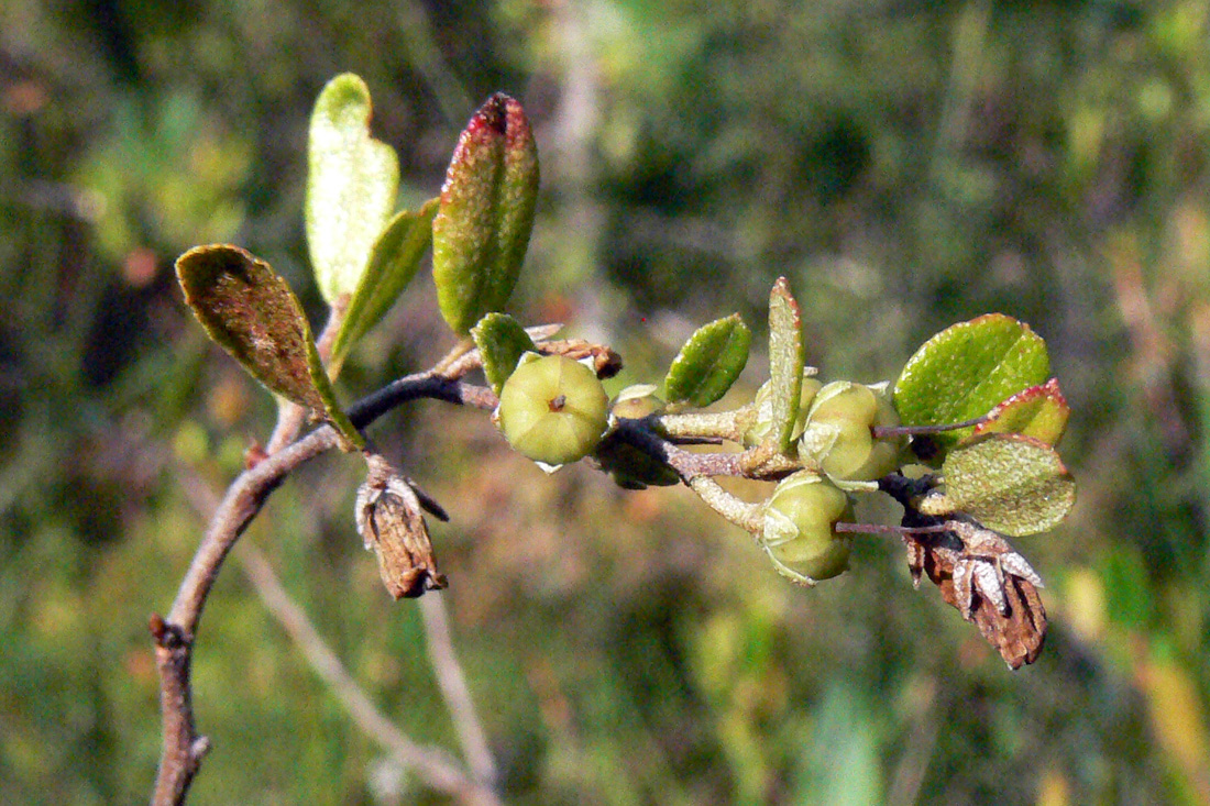 Изображение особи Chamaedaphne calyculata.