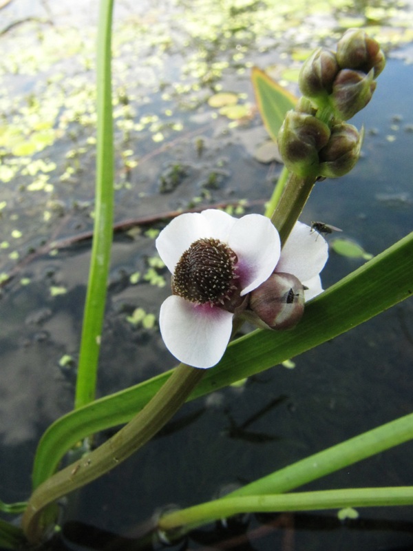 Image of Sagittaria sagittifolia specimen.