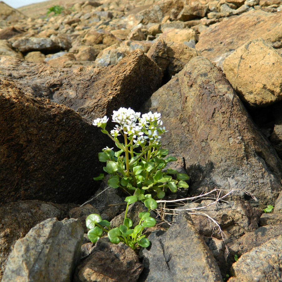 Image of genus Cochlearia specimen.