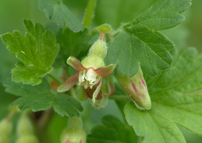 Image of Grossularia uva-crispa specimen.