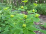 Euphorbia squamosa