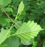 Alnus &times; pubescens