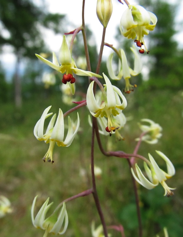 Image of Zigadenus sibiricus specimen.