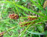 Carex hirta