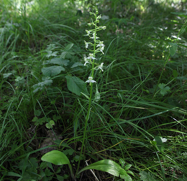 Изображение особи Platanthera chlorantha.