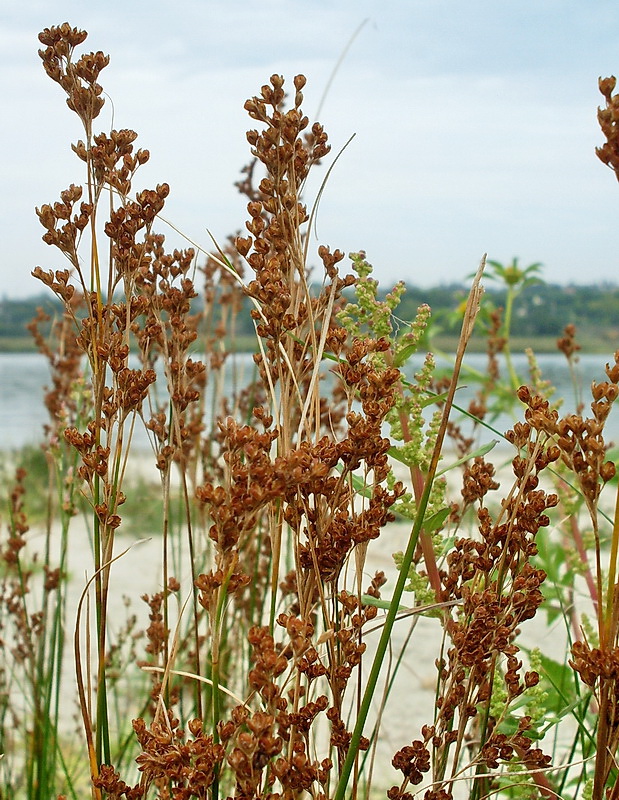 Image of Juncus gerardi specimen.