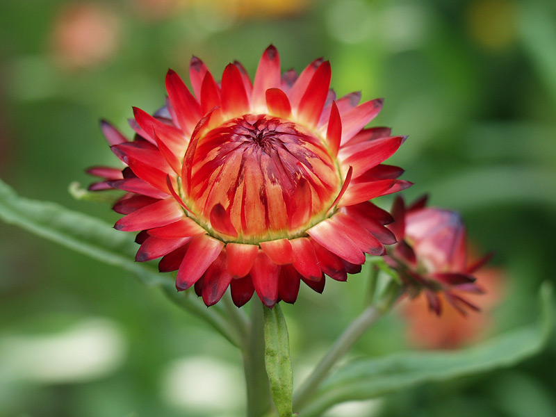 Image of Xerochrysum bracteatum specimen.