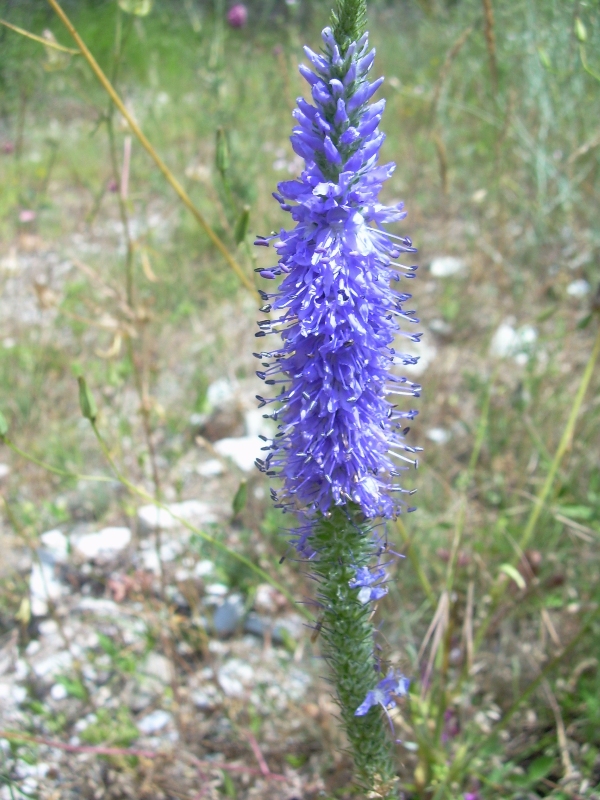 Image of Veronica barrelieri specimen.