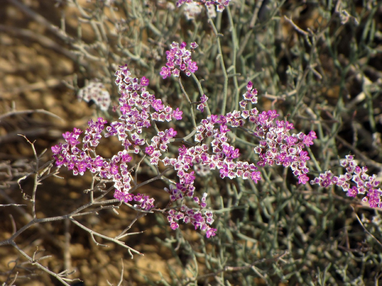 Изображение особи Limonium pruinosum.