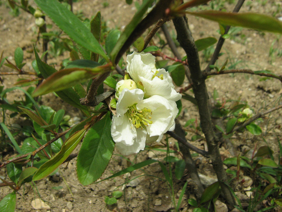 Изображение особи Chaenomeles japonica.