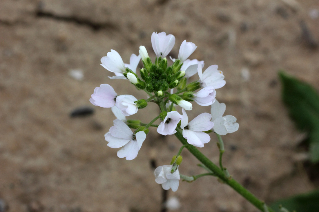 Image of Cryptospora omissa specimen.