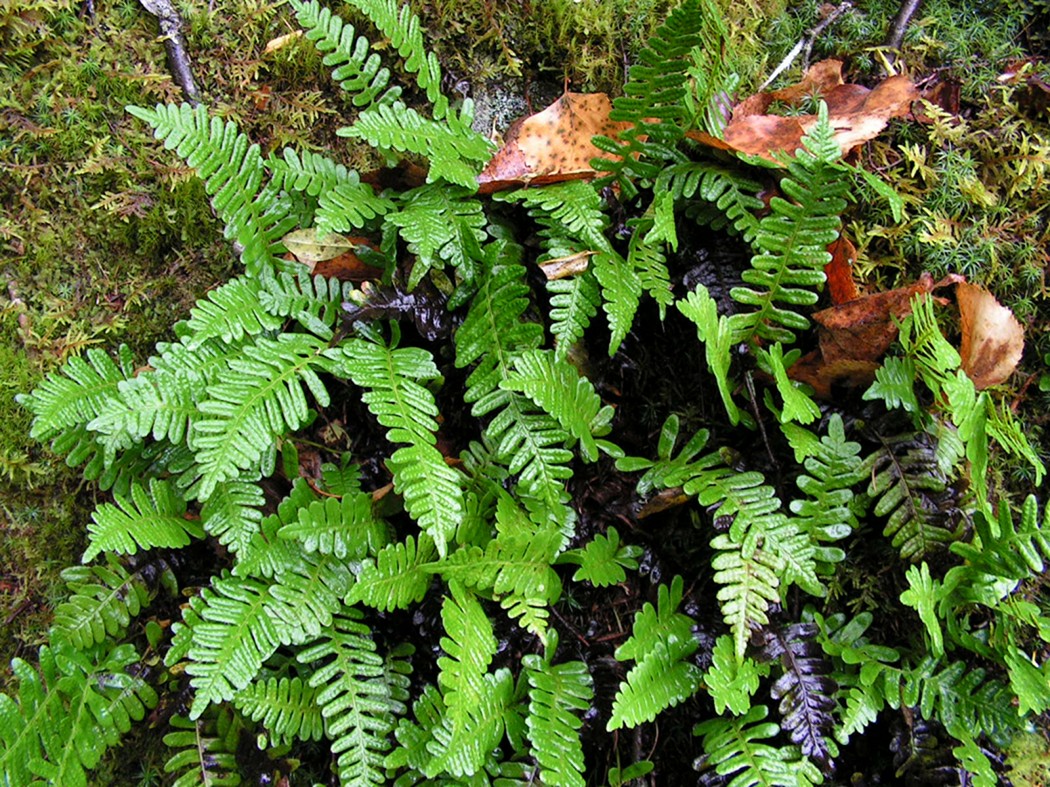 Image of Polypodium sibiricum specimen.