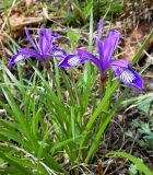 Iris uniflora. Цветущее растение на каменистом склоне. Приморский край, г. Находка. 11.05.2012.