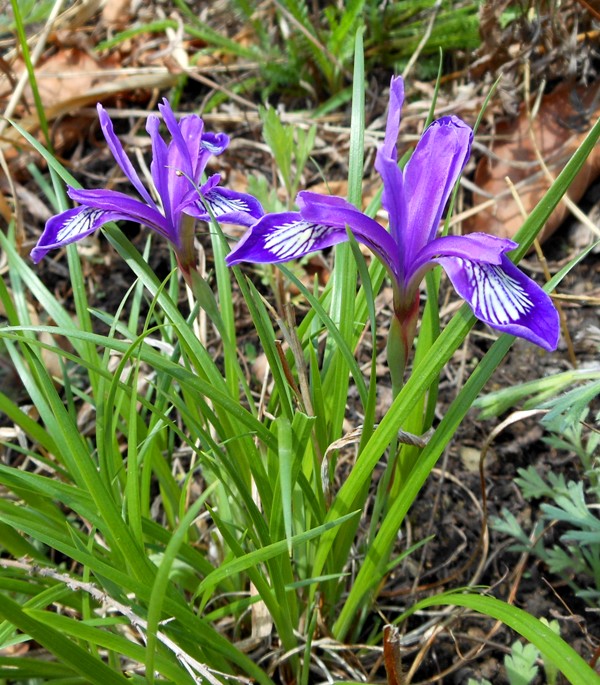 Image of Iris uniflora specimen.