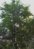 Pyrus pyraster. Взрослое дерево. Курская обл., г. Железногорск. 11 июля 2007 г.