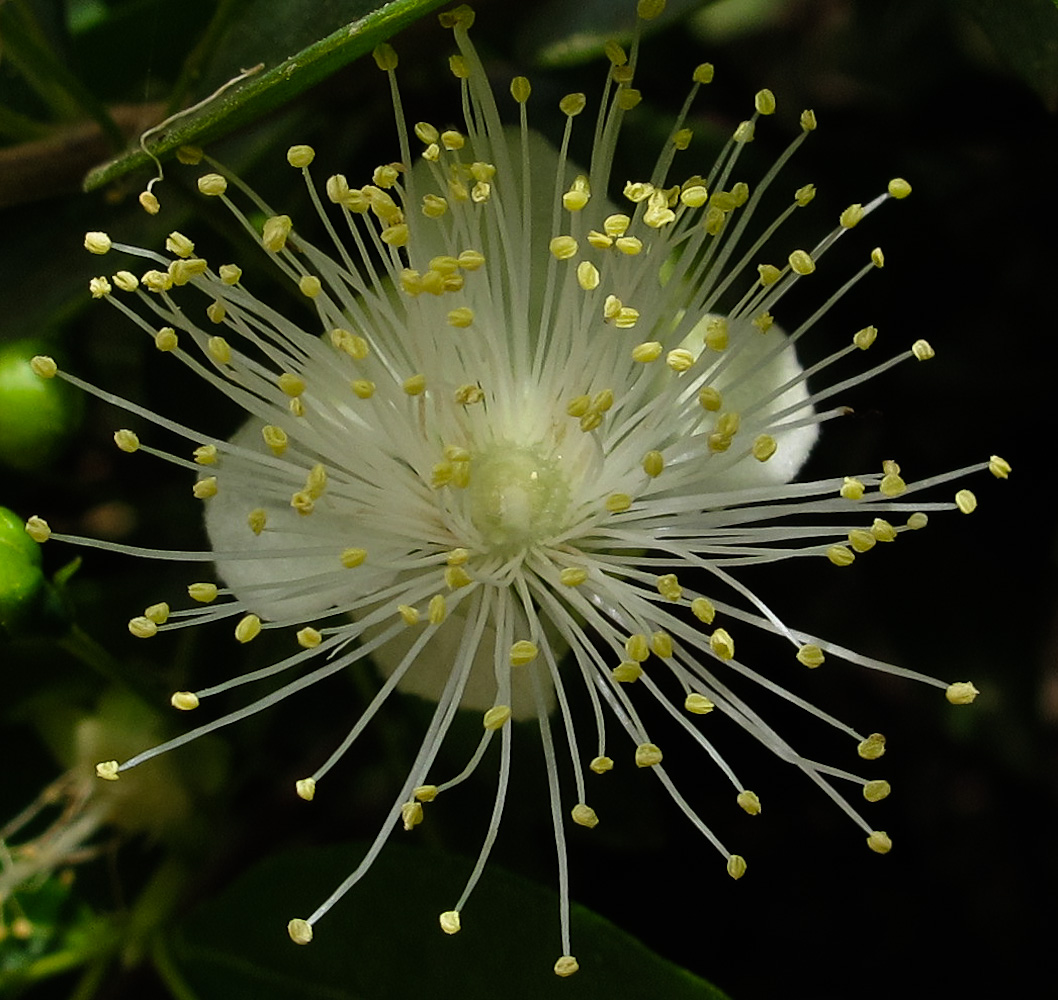 Image of Myrtus communis specimen.