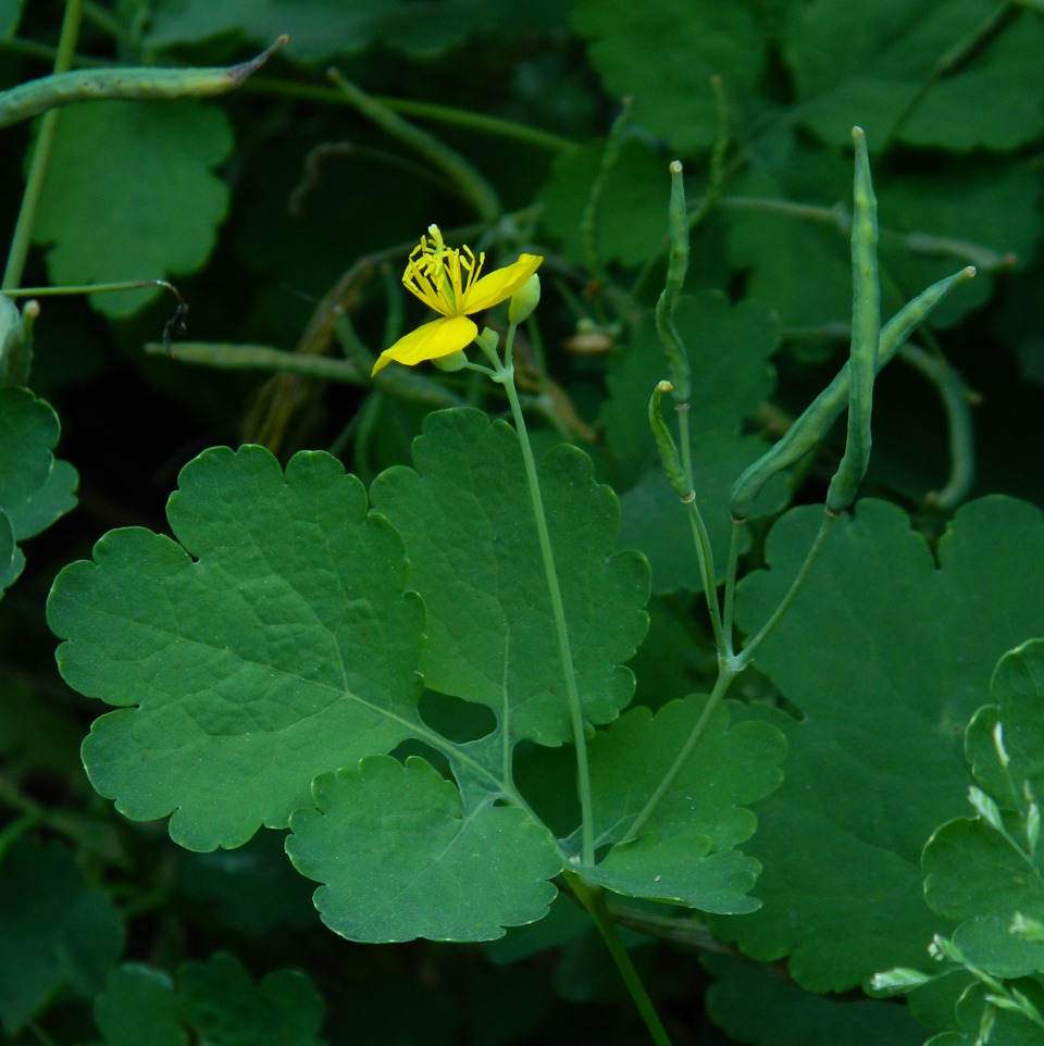 Изображение особи Chelidonium majus.