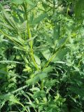 Thalictrum flavum