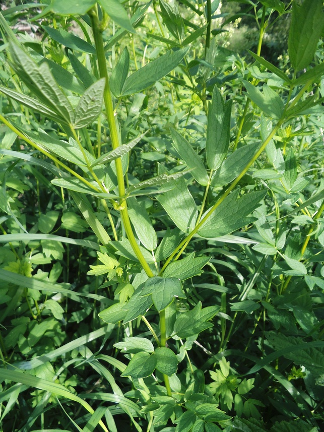 Image of Thalictrum flavum specimen.