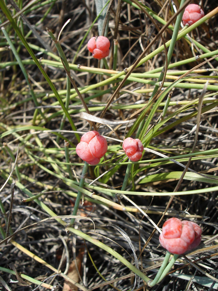 Image of Ephedra distachya specimen.