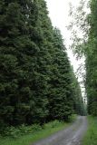 Chamaecyparis lawsoniana