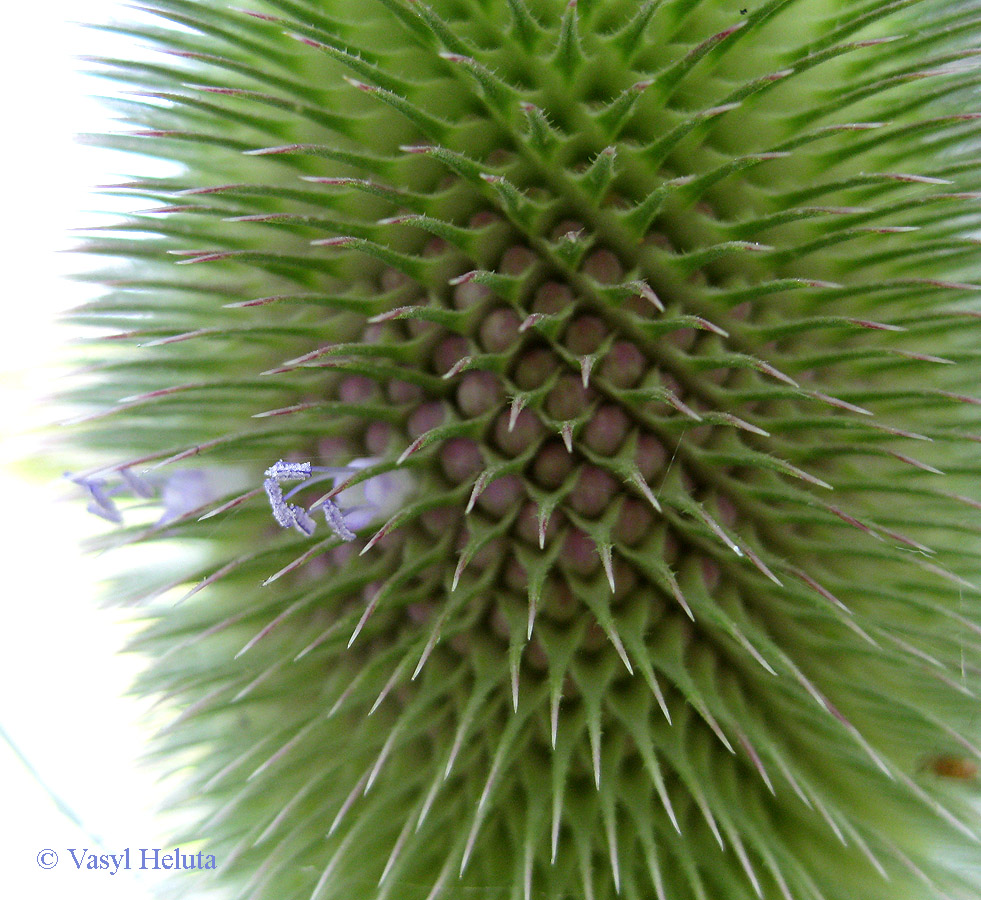 Изображение особи Dipsacus fullonum.