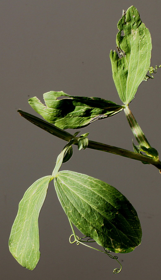 Image of Lathyrus latifolius specimen.
