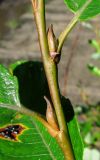 Salix phylicifolia