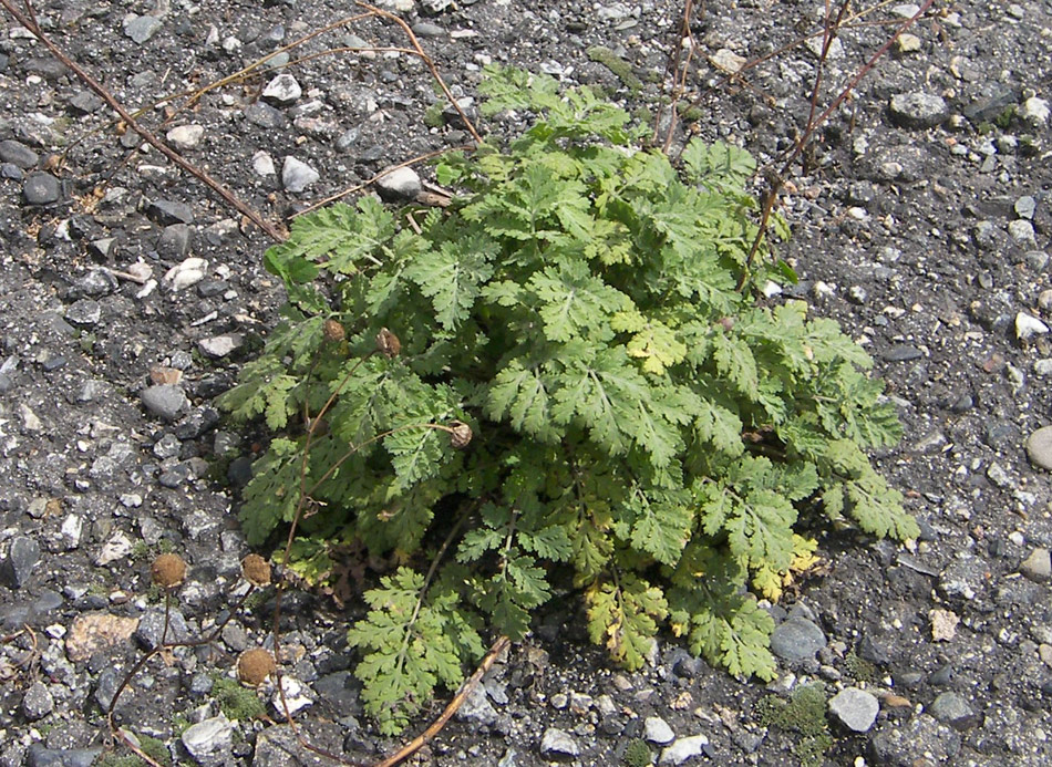 Image of Pyrethrum demetrii specimen.