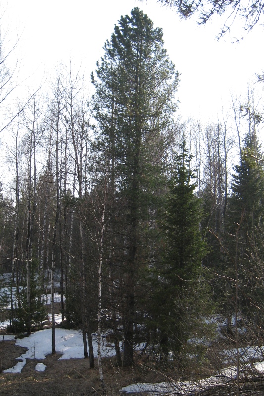 Image of Pinus sibirica specimen.