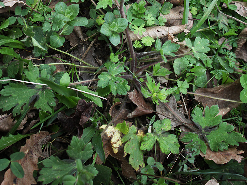 Image of Ranunculus grandiflorus specimen.
