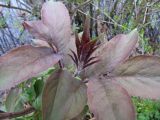 Sambucus racemosa