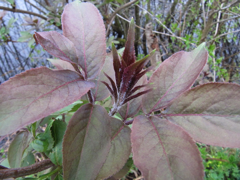 Image of Sambucus racemosa specimen.