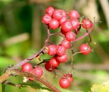 Sambucus racemosa