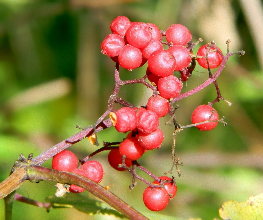 Изображение особи Sambucus racemosa.