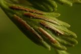 Asplenium × heufleri