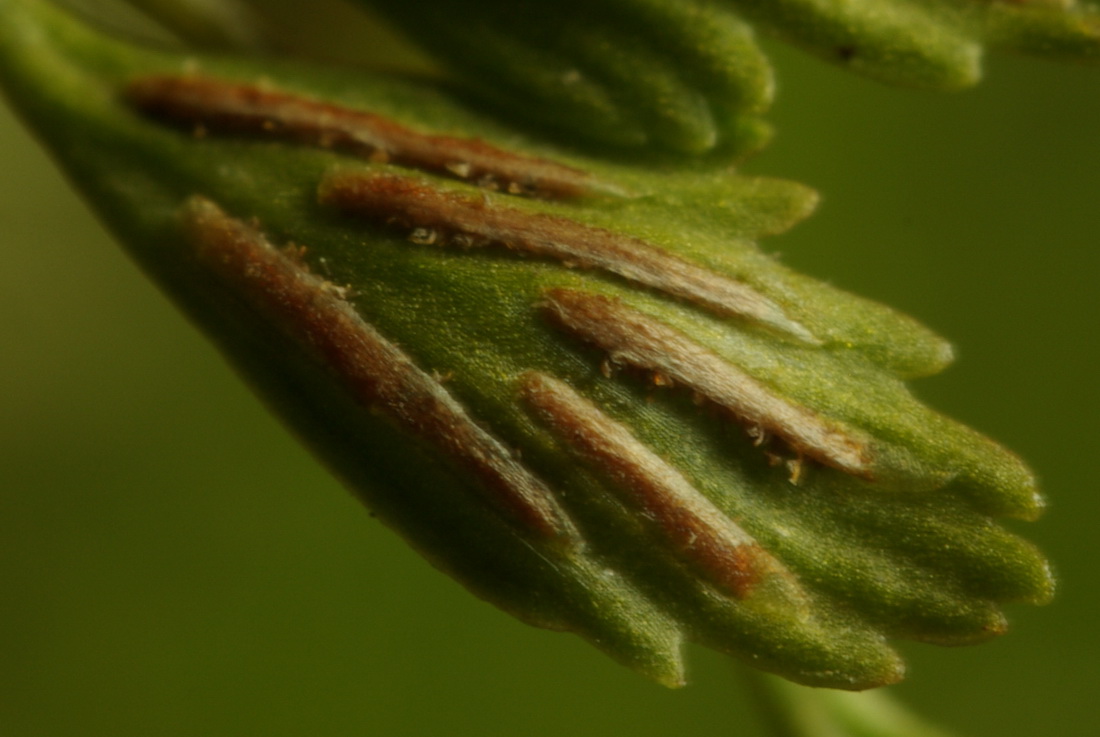 Image of Asplenium &times; heufleri specimen.