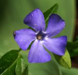 Vinca minor