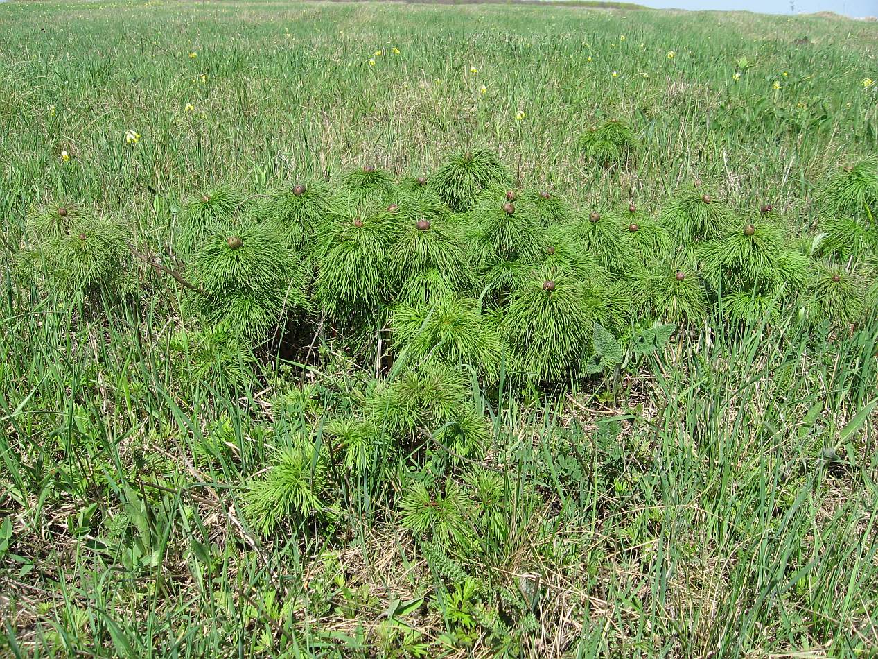 Изображение особи Paeonia tenuifolia.