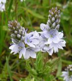 Veronica prostrata