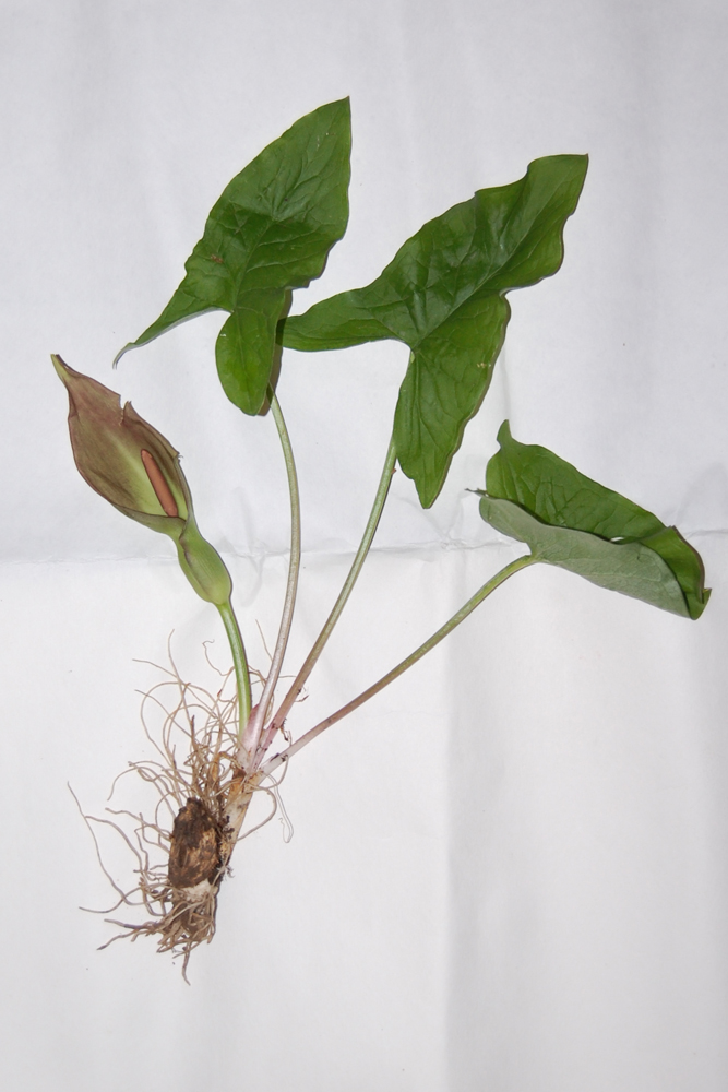 Image of Arum besserianum specimen.