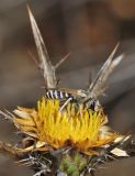 Carlina curetum. Соцветие с кормящимся самцом Halictus tetrazonianellus. Israel, Mount Carmel. 19.08.2011.